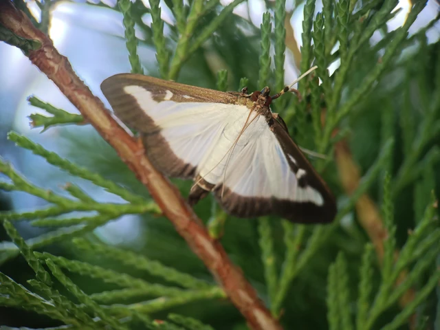 Cydalima perspectalis - puszpáng-tűzmoly
