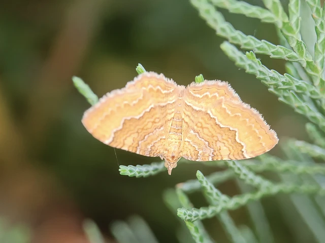 Camptogramma bilineata - kétvonalas sávosaraszoló