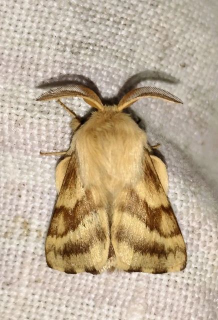 Malacosoma castrensis - kutyatejszövő