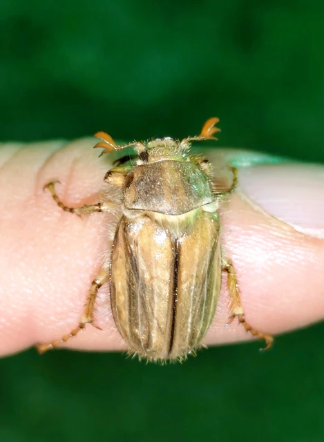 Amphimallon solstitiale - bordás sárgacserebogár