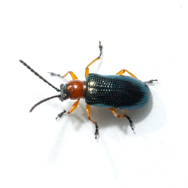 Oulema melanopus/duftschmidi