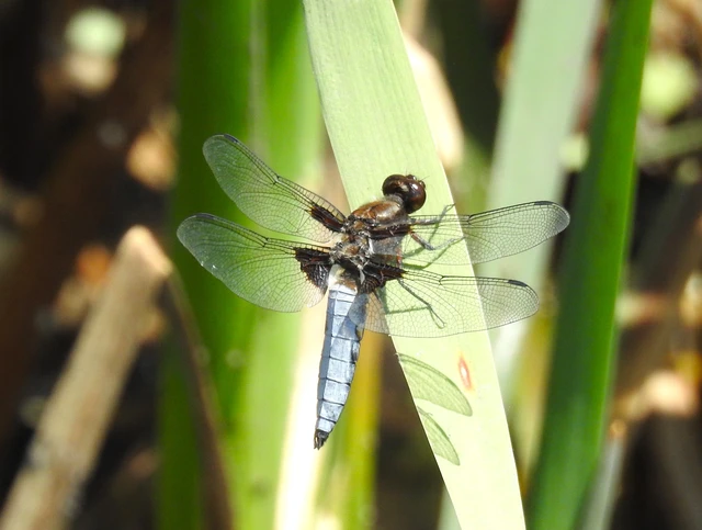 Libellula depressa - széles laposacsa