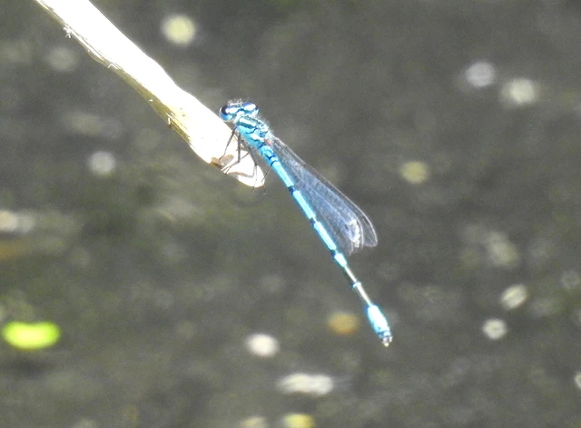 Coenagrion puella - azúrkék légivadász