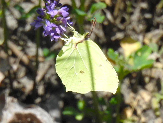 Gonepteryx rhamni - citromlepke