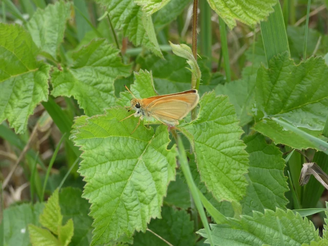 Thymelicus lineola - vonalas busalepke