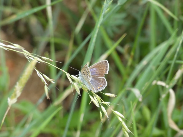 Polyommatus icarus - közönséges boglárka