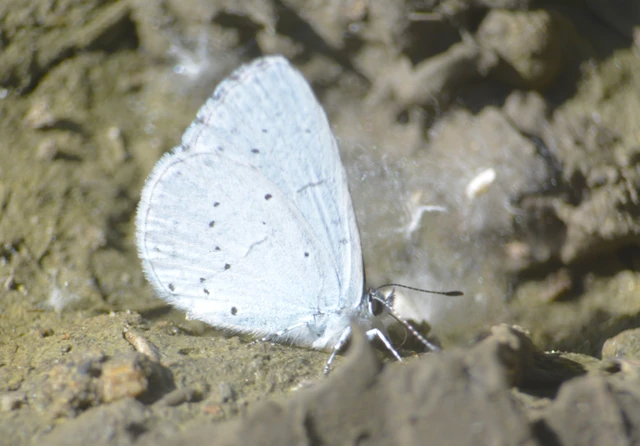 Celastrina argiolus - bengeboglárka
