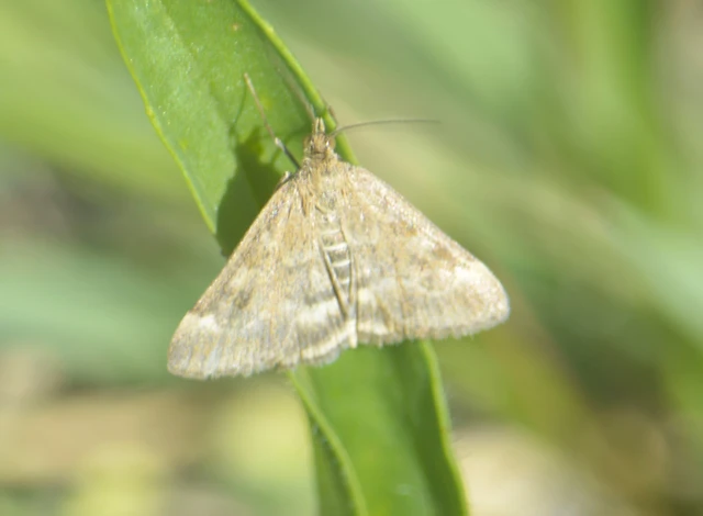 Pyrausta despicata - réti bíbormoly