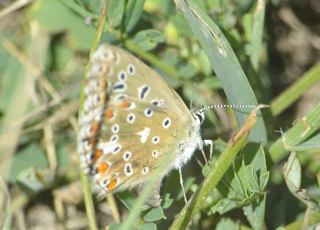 Polyommatus bellargus - égszínű boglárka