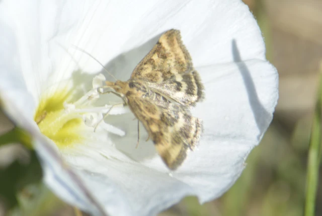 Pyrausta despicata - réti bíbormoly