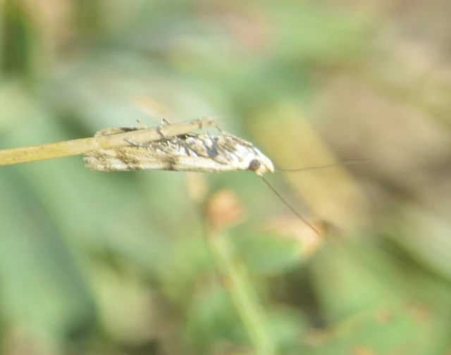 Homoeosoma sinuella - agyagsárga karcsúmoly