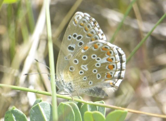 Polyommatus bellargus - égszínű boglárka
