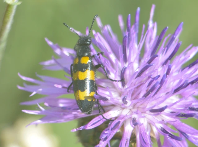 Mylabris variabilis - szalagos hólyaghúzó