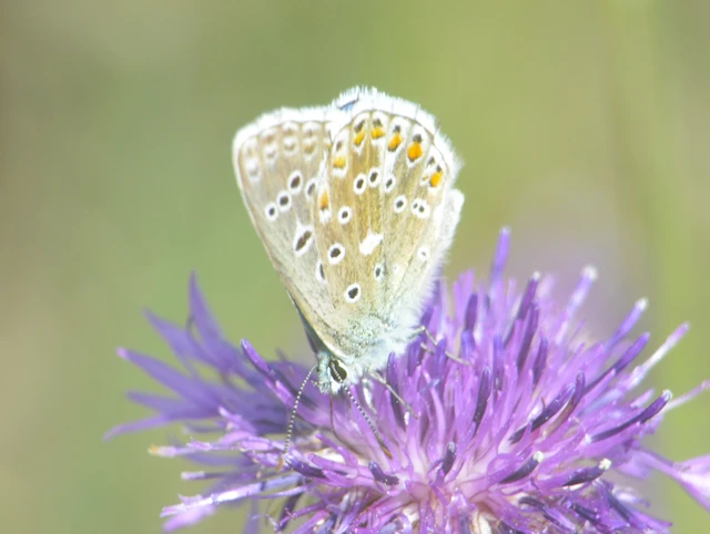 Polyommatus bellargus - égszínű boglárka