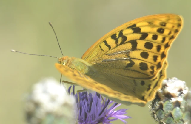 Argynnis pandora - zöldes gyöngyházlepke