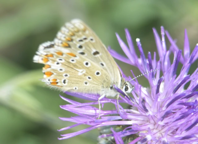 Polyommatus bellargus - égszínű boglárka