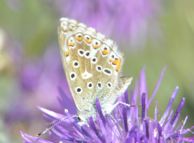 Polyommatus bellargus - égszínű boglárka