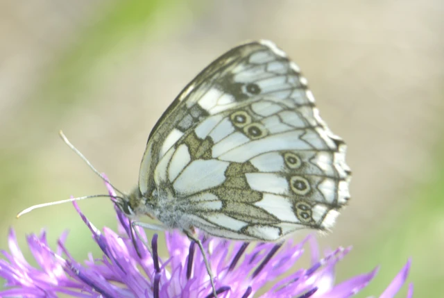 Melanargia galathea - sakktáblalepke