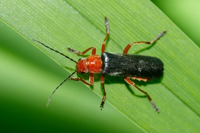 Ancistronycha violacea - kék lágybogár