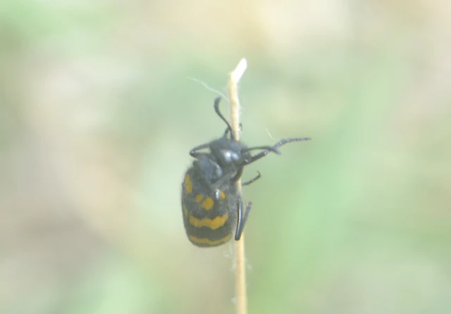 Mylabris variabilis - szalagos hólyaghúzó