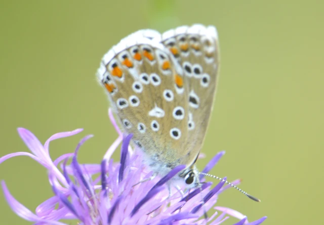 Polyommatus bellargus - égszínű boglárka