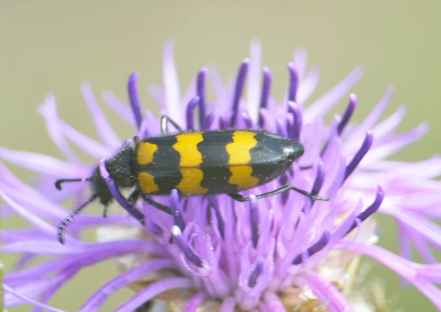 Mylabris variabilis - szalagos hólyaghúzó