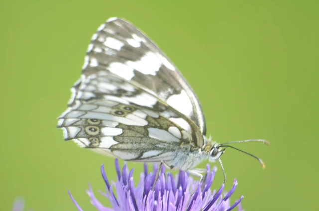 Melanargia galathea - sakktáblalepke