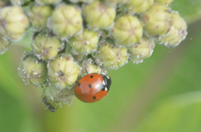 Coccinella septempunctata - hétpettyes katica
