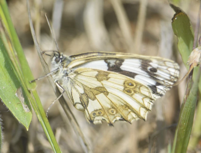 Melanargia galathea - sakktáblalepke