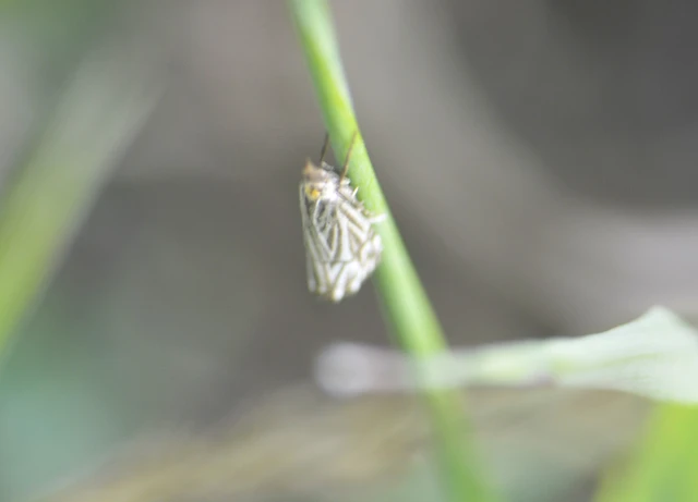 Chrysocramboides craterella - rácsos fűgyökérmoly