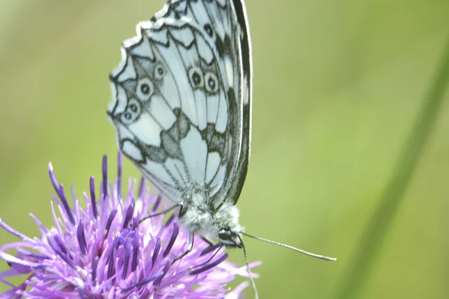 Melanargia galathea - sakktáblalepke