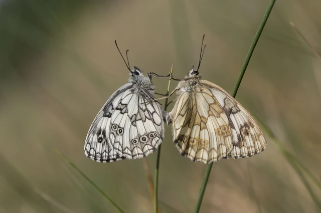 Melanargia galathea - sakktáblalepke