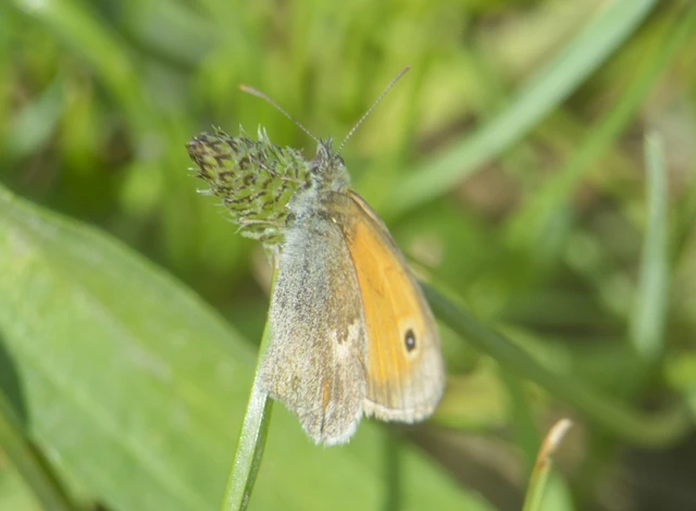 Coenonympha pamphilus - kis szénalepke