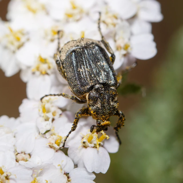 Valgus hemipterus - suta virágbogár
