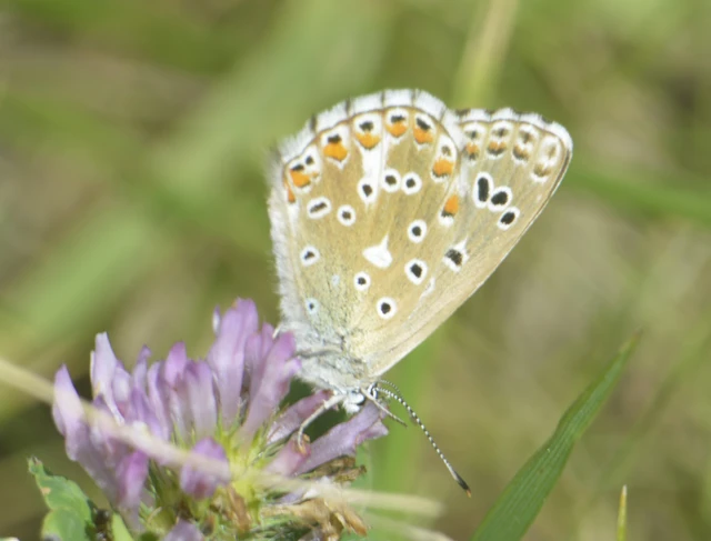 Polyommatus bellargus - égszínű boglárka