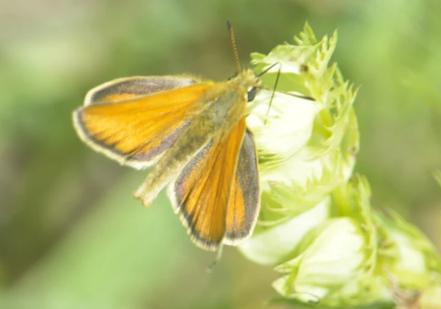 Thymelicus lineola - vonalas busalepke