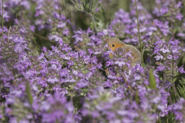 Coenonympha pamphilus - kis szénalepke