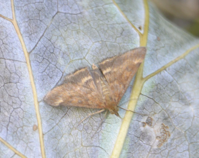 Pyrausta despicata - réti bíbormoly
