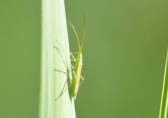 Megaloceroea recticornis - hosszúcsápú mezeipoloska