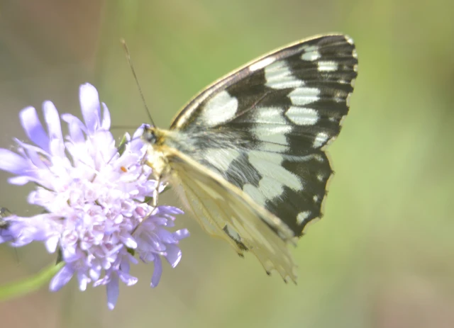 Melanargia galathea - sakktáblalepke