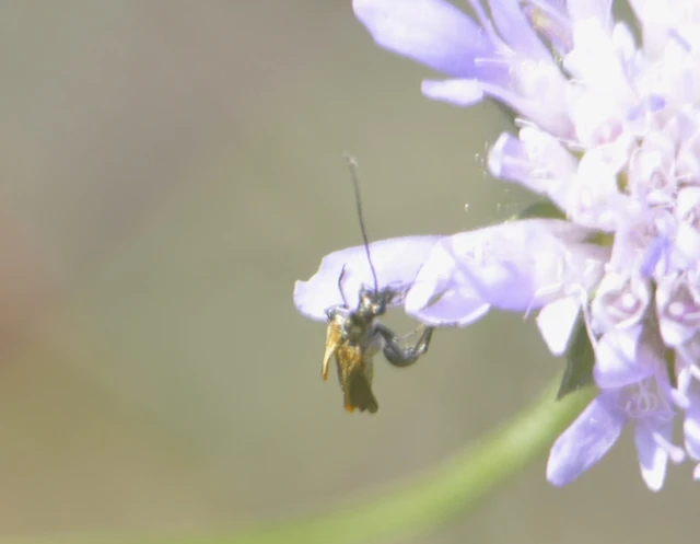 Oedemera femorata - sárgahátú álcincér