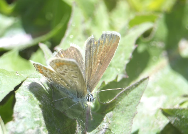Polyommatus icarus - közönséges boglárka