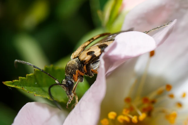 Pachytodes erraticus - rajzos virágcincér