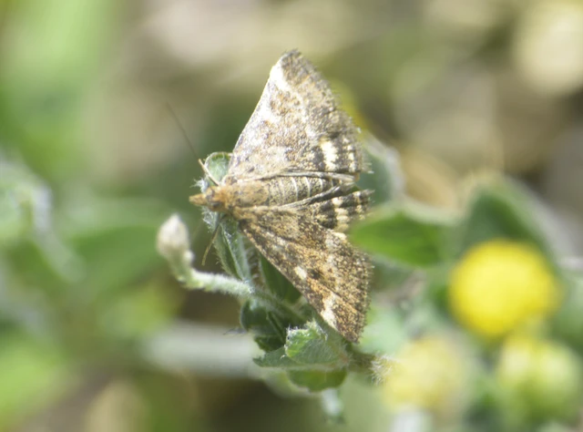 Pyrausta despicata - réti bíbormoly