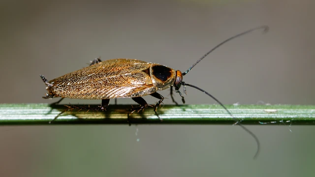 Blattodea - Csótányok Blattodea - Csótányok
