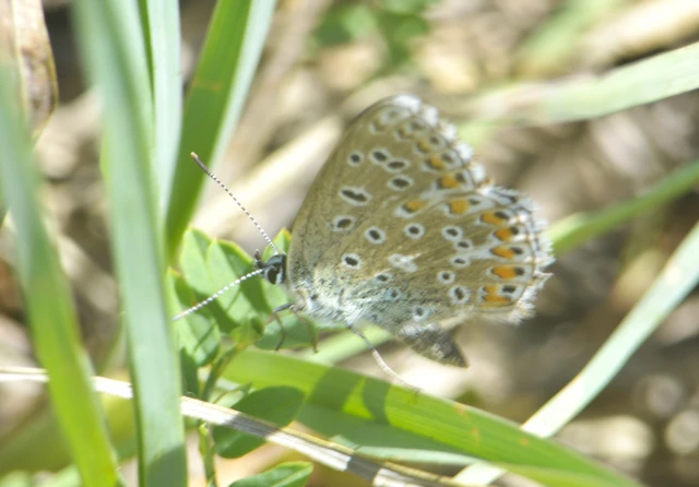 Polyommatus bellargus - égszínű boglárka