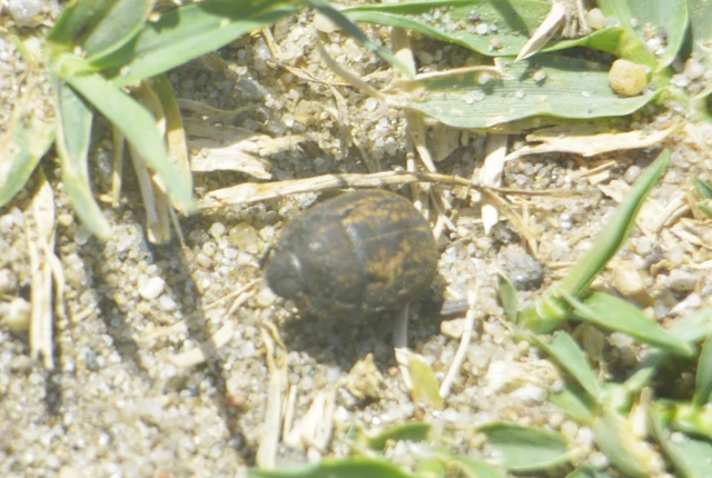 Odontoscelis Odontoscelis