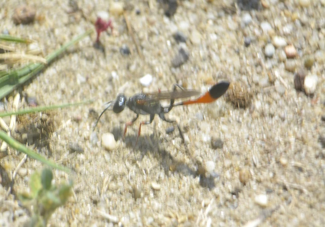 Ammophila heydeni - vöröslábú hernyóölődarázs