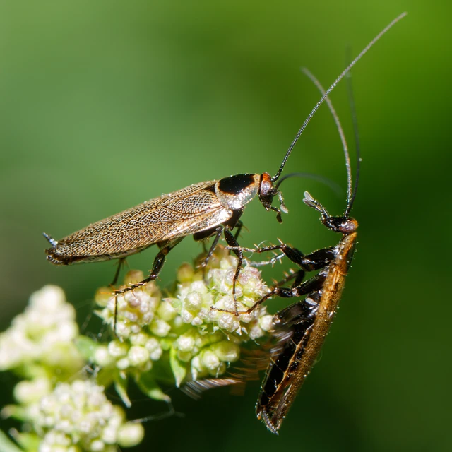 Blattodea - Csótányok Blattodea - Csótányok