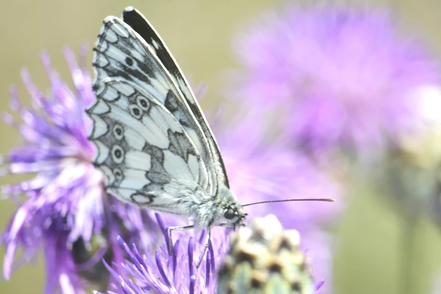 Melanargia galathea - sakktáblalepke
